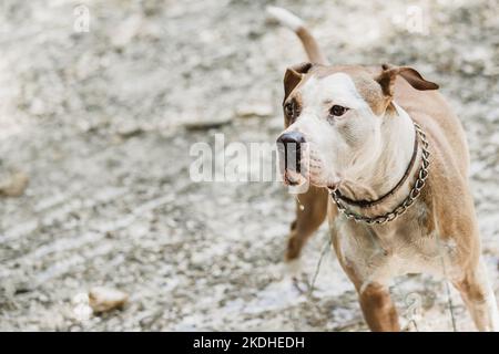Brown and white American staffordshire terrier dog wearing collar playing in shallow riverbed. American staffordshire terrier dog playing in water. Stock Photo