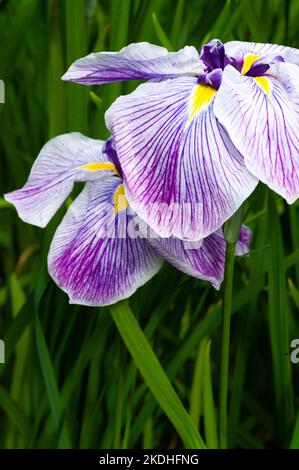 Irises at Shore Acres State Park on the southern Oregon Coast Stock Photo