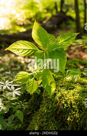 Backlit small balsam or small-flowered touch-me-not (Impatiens parviflora) with green leaves, growing on a moss-covered tree stump Stock Photo