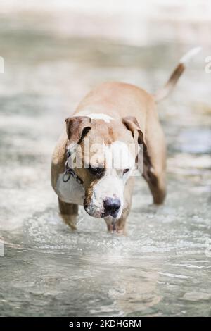 Brown and white American staffordshire terrier dog wearing collar playing in shallow riverbed. Stock Photo