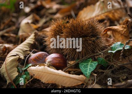 wild chestnut on a forest in autumn between fallen leaves Stock Photo