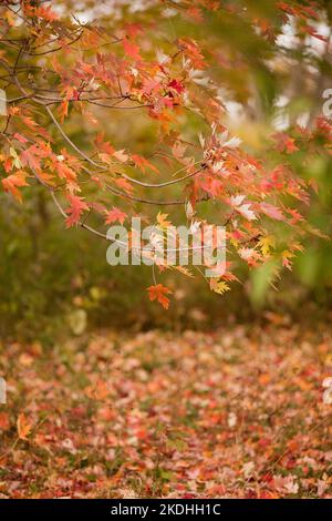 Bright and colorful autumn sugar maple leaves at the park. Acer saccharum. Colored leaves in the fall season. The season of colors at the public park. Stock Photo