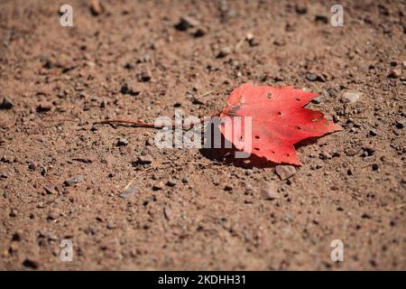 Autumn single red maple leaf isolated on the dirt road. Lone red maple leaf on the ground in the fall season. Stock Photo
