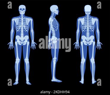 Set of X-Ray Skeleton Human body - hands, legs, chests, heads, vertebra, Bones adult people roentgen front back side view. 3D realistic flat blue color Vector illustration of medical anatomy isolated Stock Vector