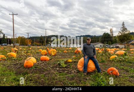 Harvested pumpkins in a field in Kent, Washington. A man sitting on the huge pumpkin Stock Photo