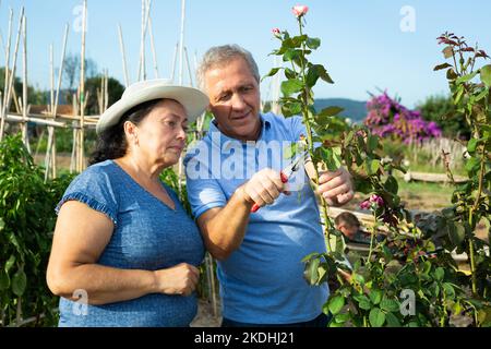 Senior couple pruning branches on rose bushes in garden at homestead Stock Photo