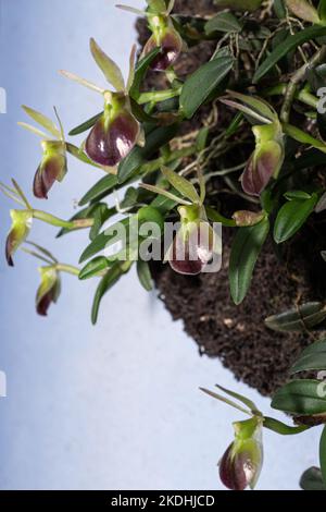Epidendrum porpax blooms on a tree fern slab against a blue wall in a garden in Jinotega, Nicaragua. Stock Photo