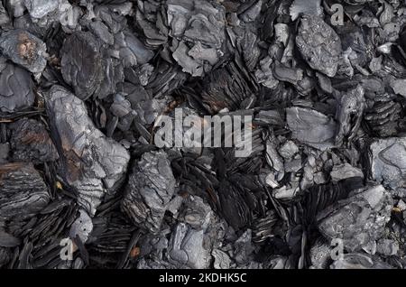 Burnt pine bark after a fire. Can be used as black abstract background with copy space. Stock Photo