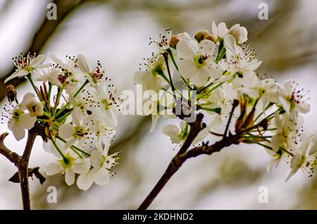 Bradford pear trees (Pyrus calleryana) display showy blossoms, March 10, 2013, in Columbus, Mississippi. Stock Photo