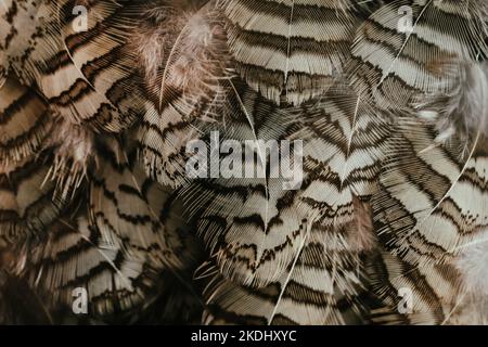 Beautiful black and white color quail bird feathers dark seamless lines vintage abstract pattern texture design natural background, wallpaper, image. Stock Photo