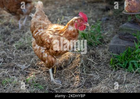 Chimacum, Washington, USA.   Free range mixed breed hen standing on one leg Stock Photo