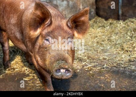 Chimacum, Washington, USA.  Tamworth Pig piglet portrait Stock Photo