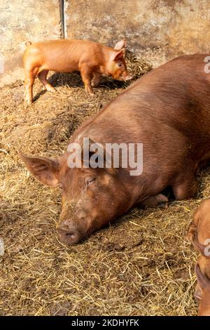 Chimacum, Washington, USA.  Tamworth Pig sow and piglets Stock Photo