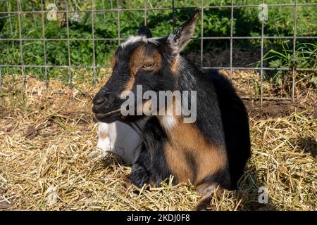 Chimacum, Washington, USA.   Nigerian Dwarf goat resting Stock Photo