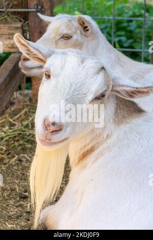 Chimacum, Washington, USA.  Two white Nigerian Dwarf goats resting Stock Photo