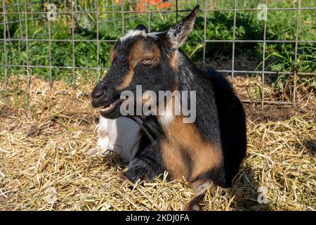 Chimacum, Washington, USA.   Nigerian Dwarf goat resting Stock Photo