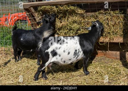 Chimacum, Washington, USA.   Nigerian Dwarf goats eating hay Stock Photo