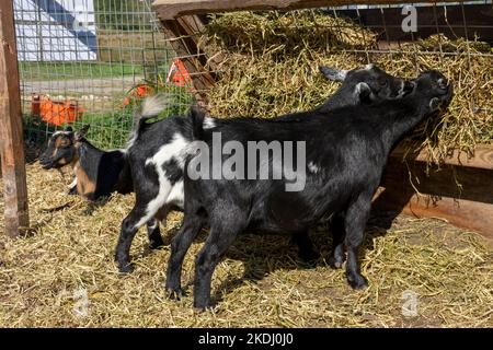 Chimacum, Washington, USA.   Nigerian Dwarf goats eating hay Stock Photo