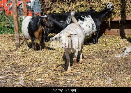 Chimacum, Washington, USA.   Nigerian Dwarf goats eating hay Stock Photo