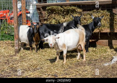 Chimacum, Washington, USA.   Nigerian Dwarf goats eating hay Stock Photo