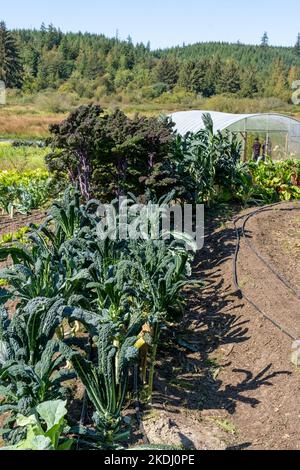 Chimacum, Washington, USA.  Dinosaur and Red Russian kale ready to be harvested in a commercial field, with a greenhouse in the background. Stock Photo