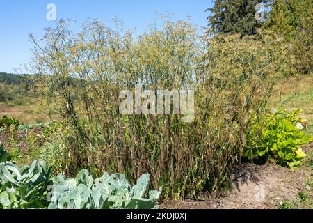 Chimacum, Washington, USA.   Dill plants in Autumn ready to harvest, against a blue sky Stock Photo