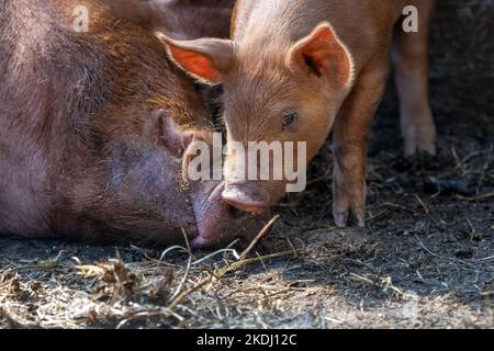 Chimacum, Washington, USA.  Tamworth Pig sow and piglet nuzzling Stock Photo