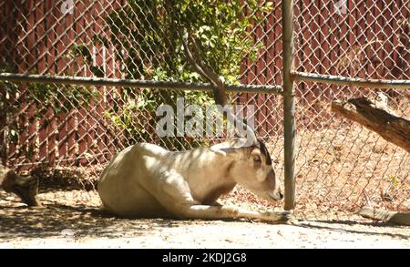 Los Angeles, California, USA 10th August 2022 Addax at the LA Zoo on August 10, 2022 in Los Angeles, California, USA. Photo by Barry King/Alamy Stock Photo Stock Photo