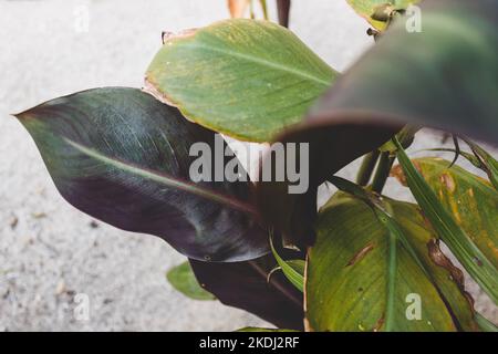 canna lily plant with rain droplets on its leaves, close-up shot at shallow depth of field Stock Photo