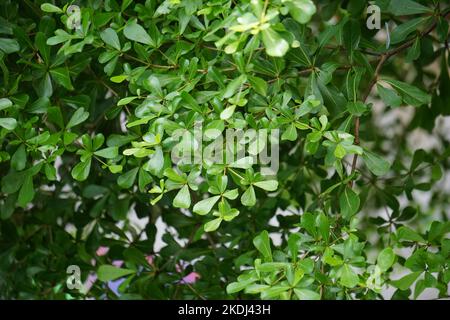 Terminalia mantaly (Also called Ketapang kencana, Madagascar Almond) tree with a natural background Stock Photo