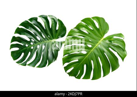 Monstera leaves leaves with Isolate on white background Leaves on white Stock Photo