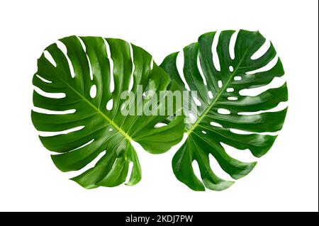 Monstera leaves leaves with Isolate on white background Leaves on white Stock Photo