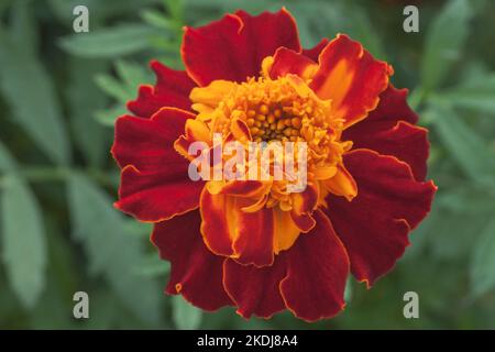 French Marigold 'Bolero', Tagetes patula nana Stock Photo