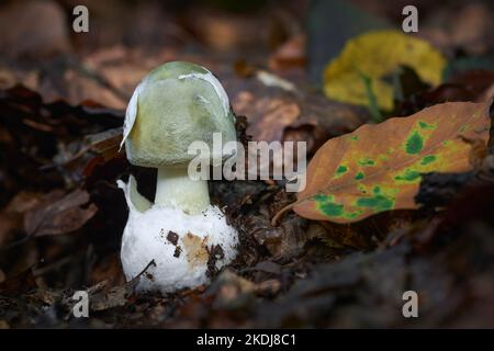 Amanita phalloides poisonous ang dangerous mushroom, commonly known as the death cap Stock Photo