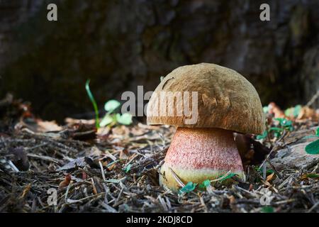 Neoboletus luridiformis. Edible mushrooms with excellent taste. Bio food. Uncultivated fungi. Stock Photo