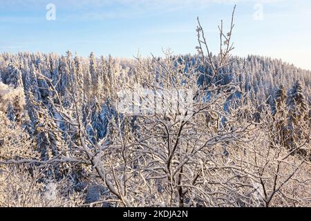 Tree branches with frost and snow Stock Photo