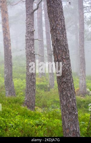 Foggy woodland with pine trees seen in Norway Stock Photo