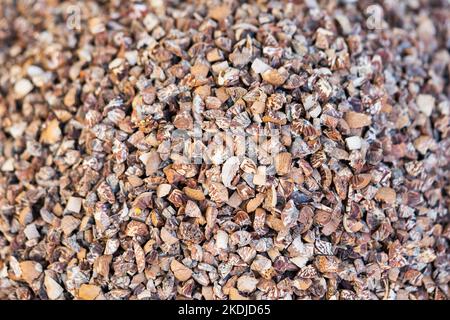 The cut Betel nut or Areca catechu was dry by the sunshine for eating. Stock Photo