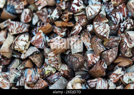 The cut Betel nut or Areca catechu was dry by the sunshine for eating. Stock Photo
