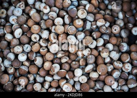 The cut Betel nut or Areca catechu was dry by the sunshine for eating. Stock Photo