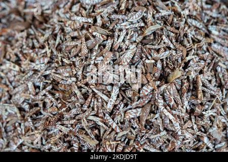 The cut Betel nut or Areca catechu was dry by the sunshine for eating. Stock Photo