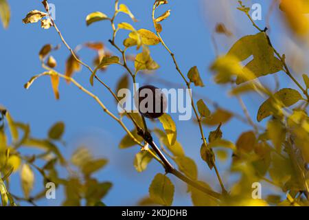 fruit and plant of red date, Ziziphus jujuba Stock Photo