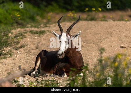 antelope in the wild, The blesbok or blesbuck lying down Stock Photo