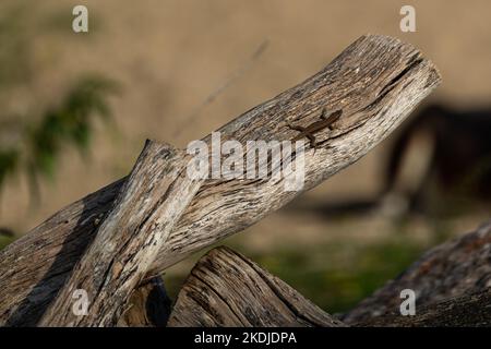 Podarcis muralis sunbathing, common wall lizard on the log Stock Photo
