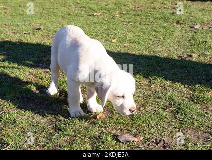Female Labrador puppy, a purebred dog on the lawn of a rural farm. Stock Photo