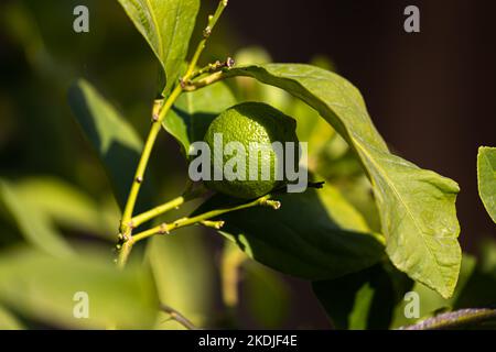 Green lemon on lemon tree Stock Photo
