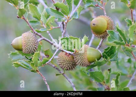 Kermes Oak (Quercus coccifera) acorns on tree in autumn, Gard, France Stock Photo