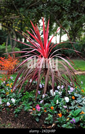 Cabbage Tree (Cordyline autralis) 'red star' in a garden Stock Photo