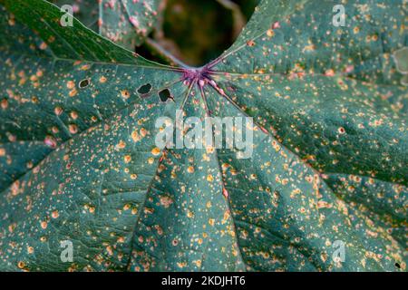 Mallow rust (Puccinia malvacearum) disease pustules on the lower ...