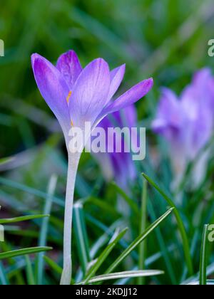 Woodland crocus, Crocus tommasinianus. Europe, Central Europe, Germany Stock Photo